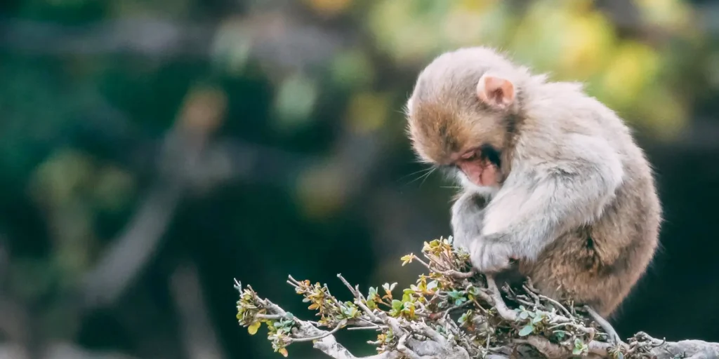 monkey looking down on a tree branch implicated in the causation of monkeypox