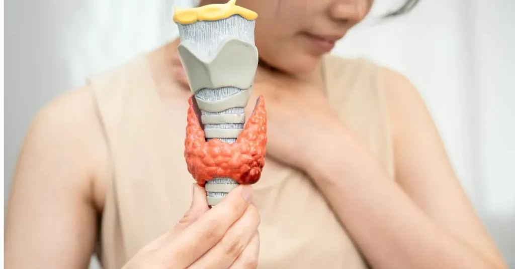 A girl is showing the thyroid gland model